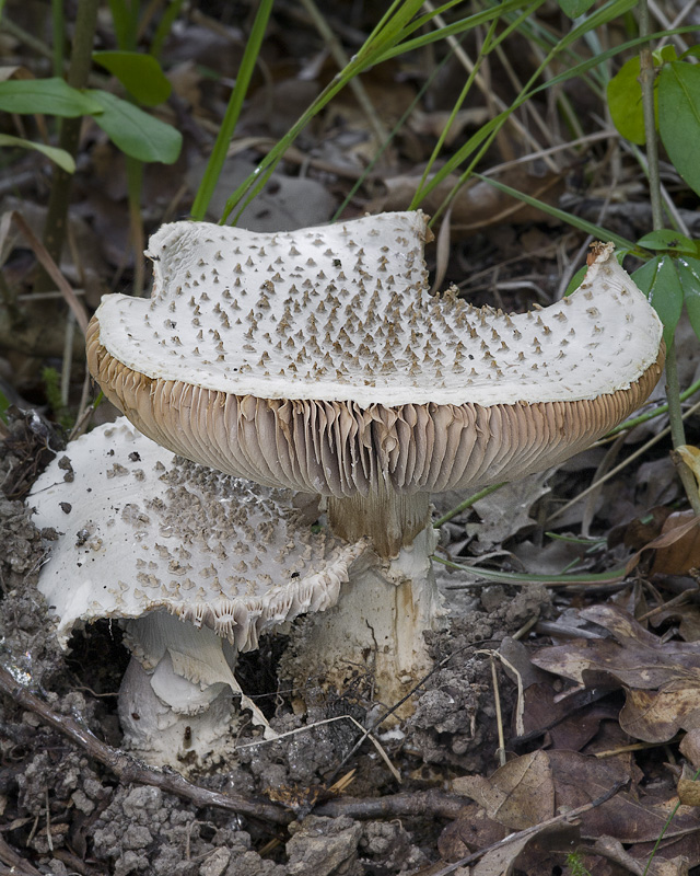 Amanita echinocephala